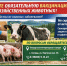 Обязательная вакцинация сельскохозяйственных животных - Боградский район